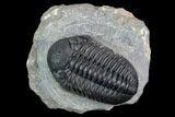 Pedinopariops Trilobite - Mrakib, Morocco #125086-1